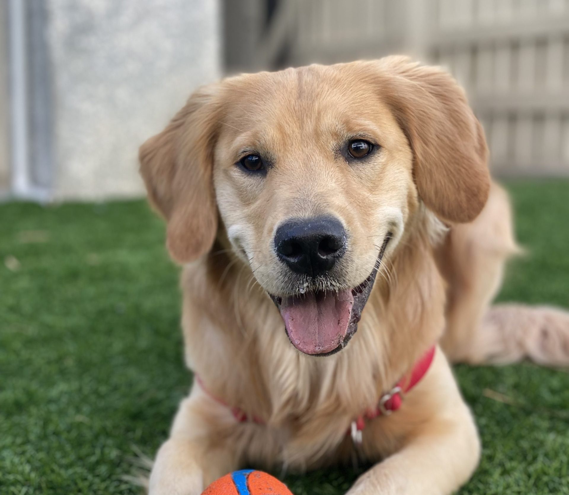 Lowcountry Pet Concierge