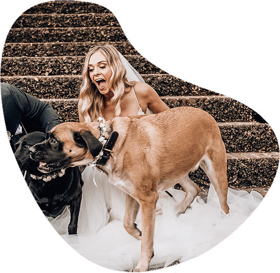 pet Services for Weddings
