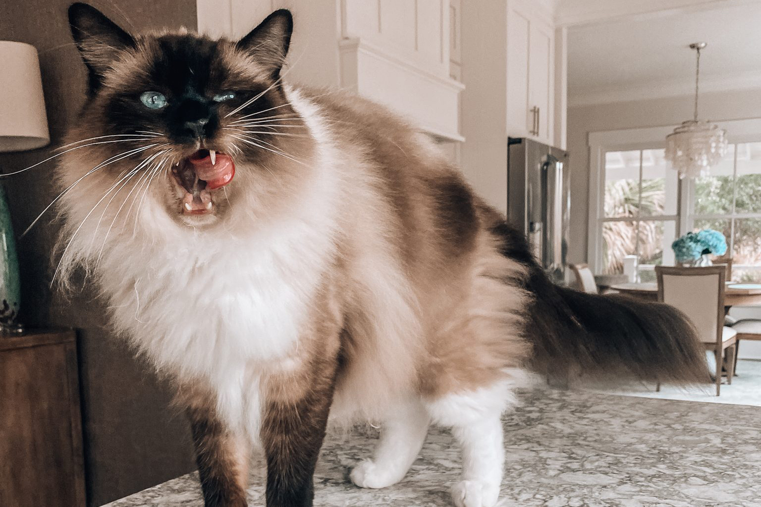 Drop Ins & Kitty Care